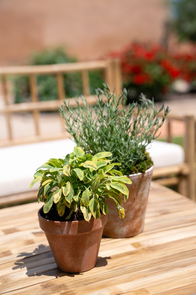 Chill out Mallorca (10 plazas)